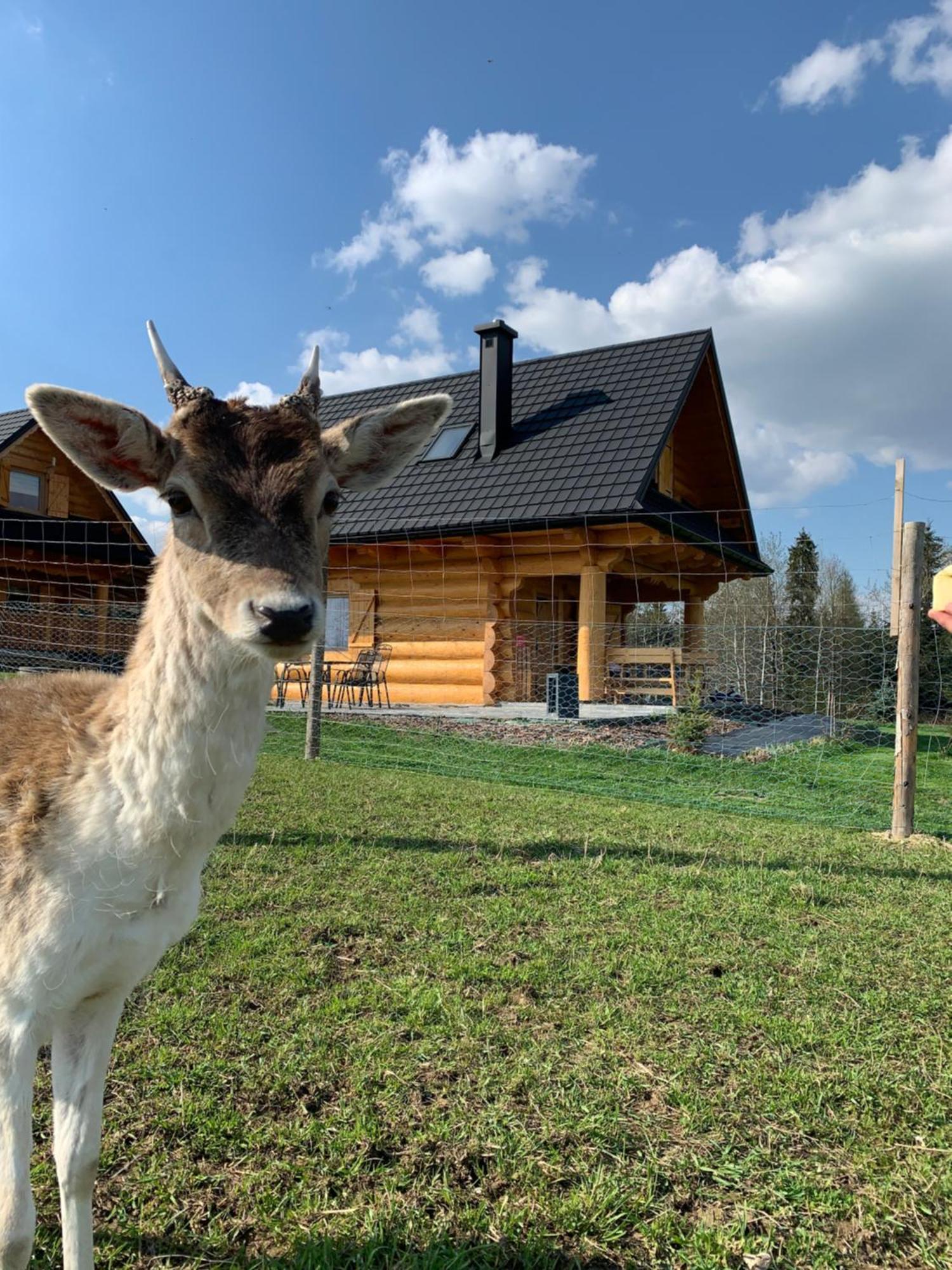 Ranczo Zwierzyniec Noclegi Jordanow Bagian luar foto
